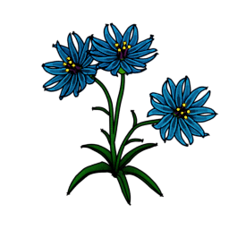 Cornflower preview