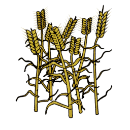 Wheat preview